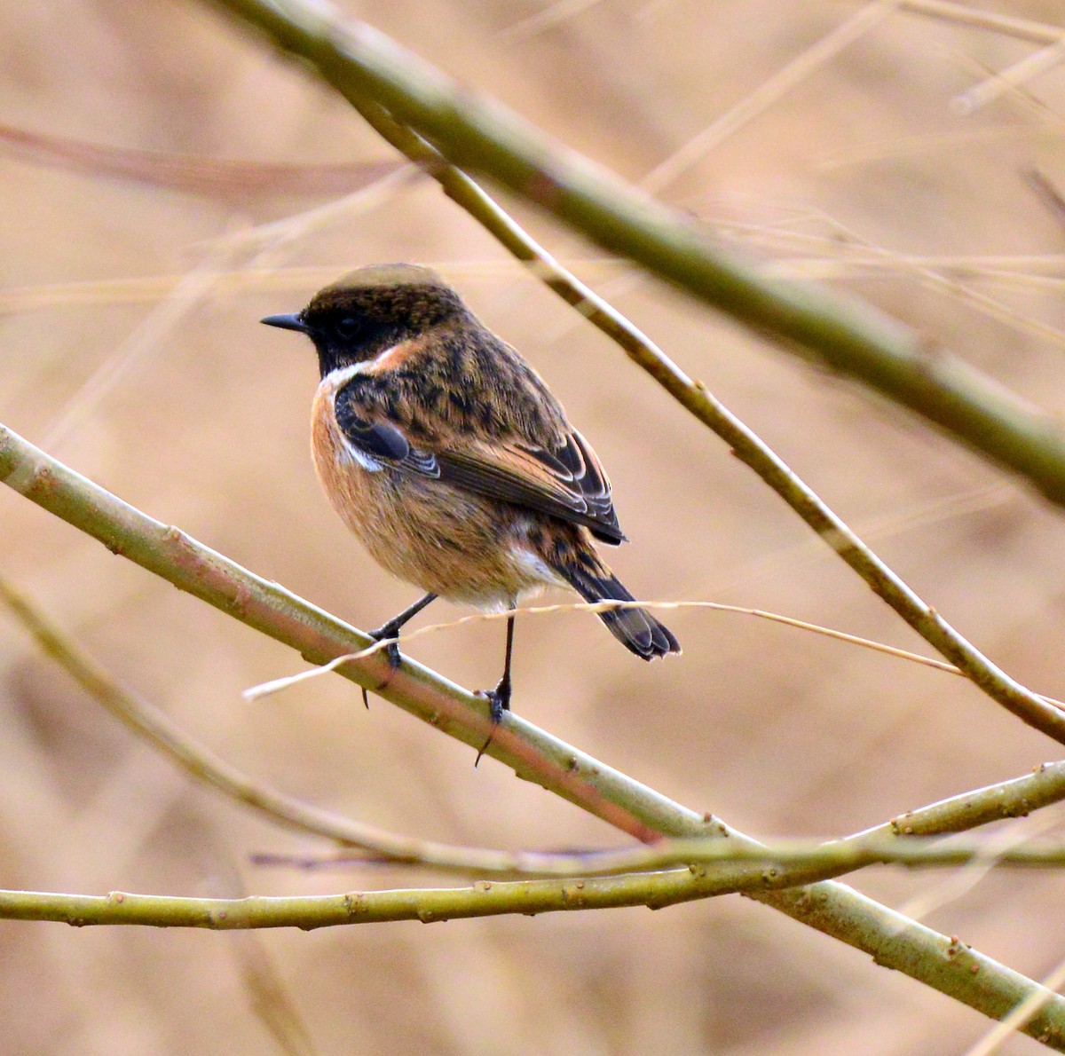 European Stonechat - ML414505111