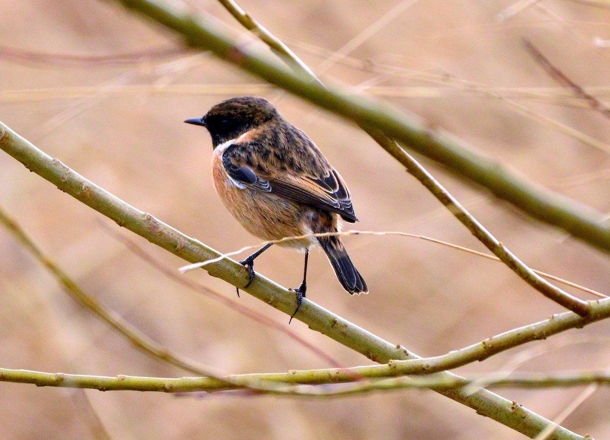 European Stonechat - ML414505131