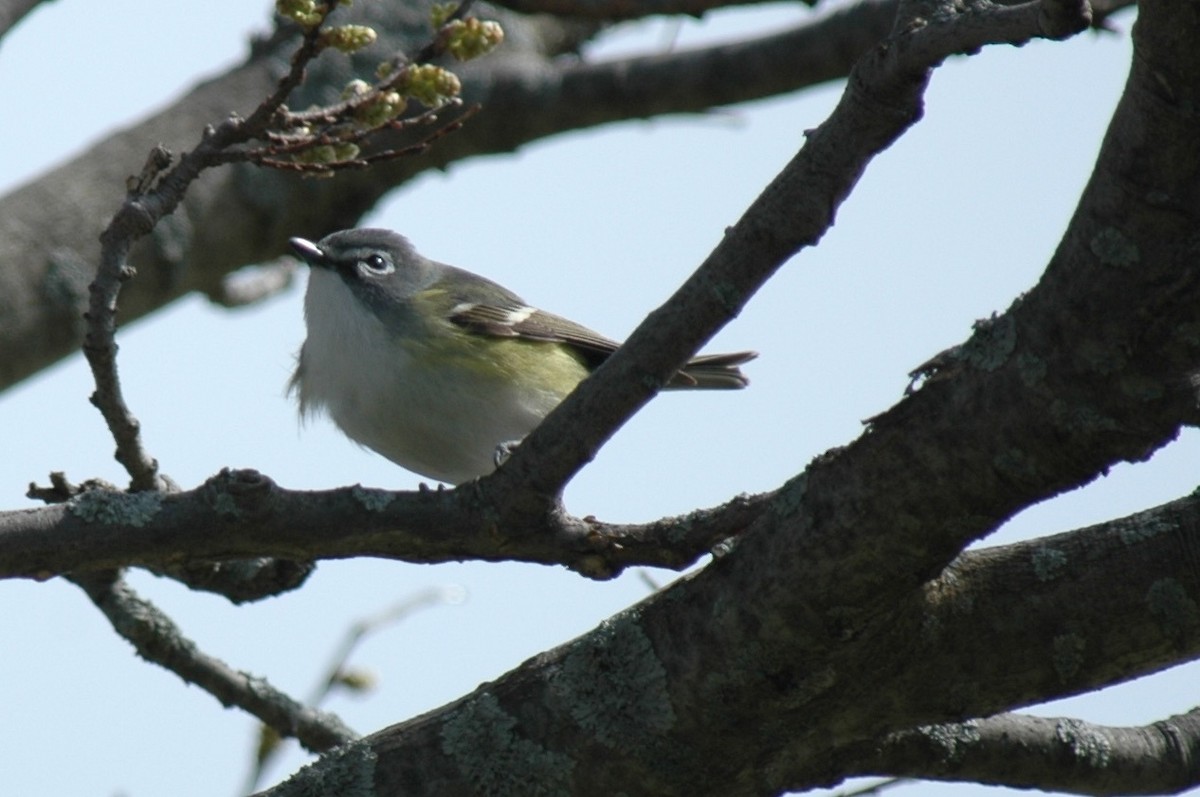 Mavi Başlı Vireo - ML41450521