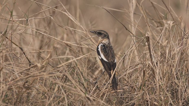 White-throated Bushchat - ML414506091