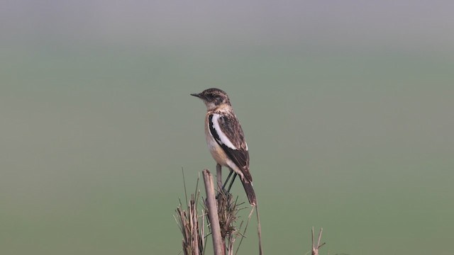 White-throated Bushchat - ML414506111