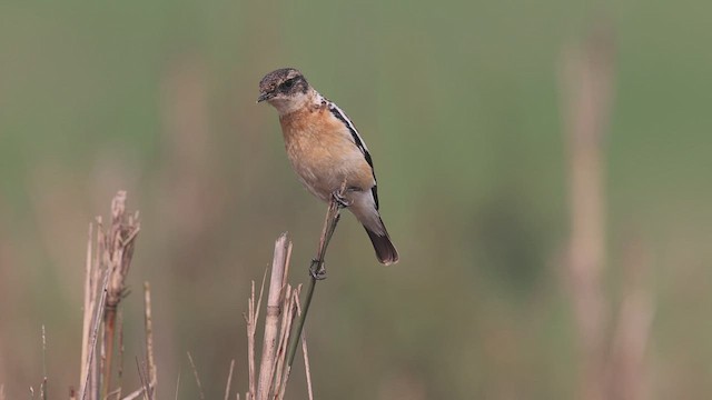 White-throated Bushchat - ML414506141