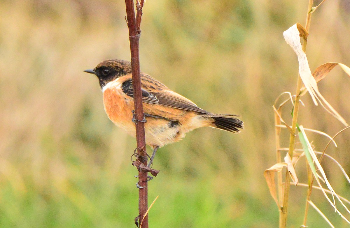 European Stonechat - ML414506691