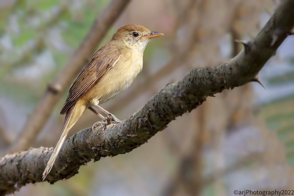 Thick-billed Warbler - ML414507541