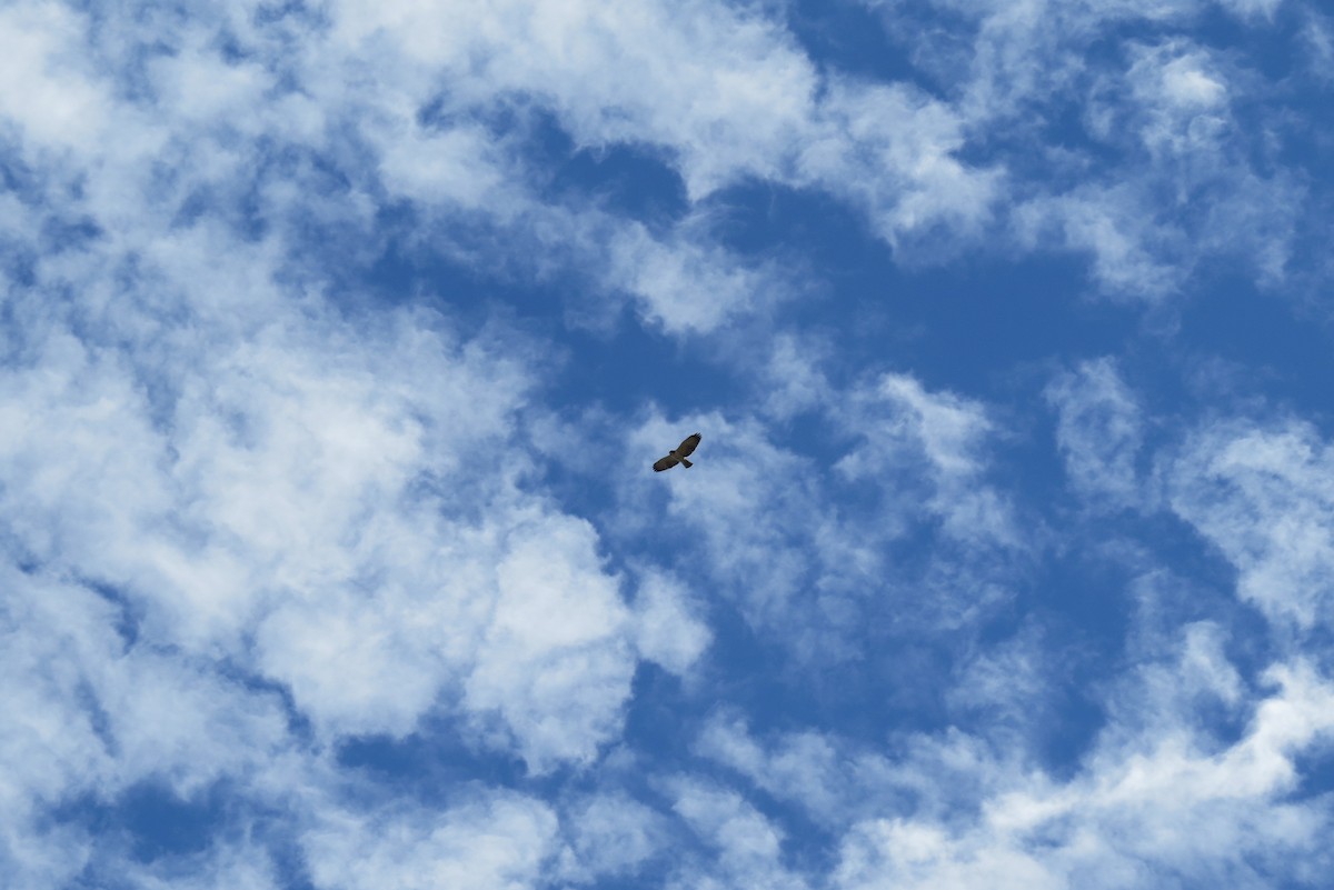 Short-tailed Hawk - Peter  Scott