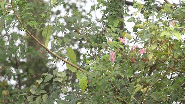 Thick-billed Warbler - ML414507721