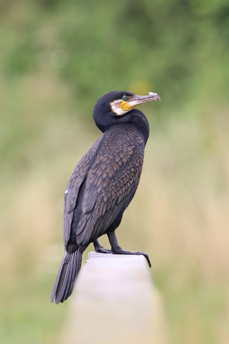 Great Cormorant - Martin Collard