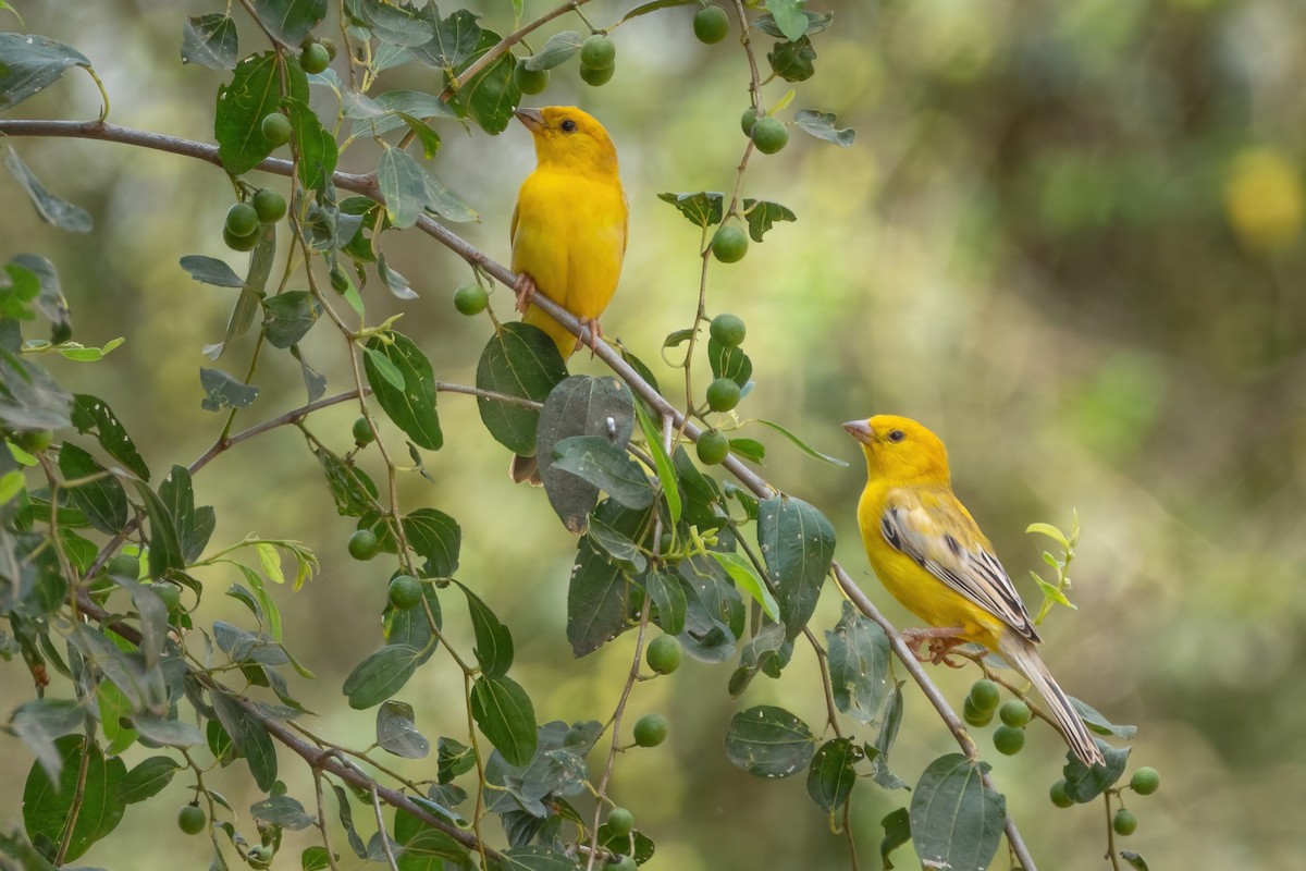 Arabian Golden Sparrow - ML414508361