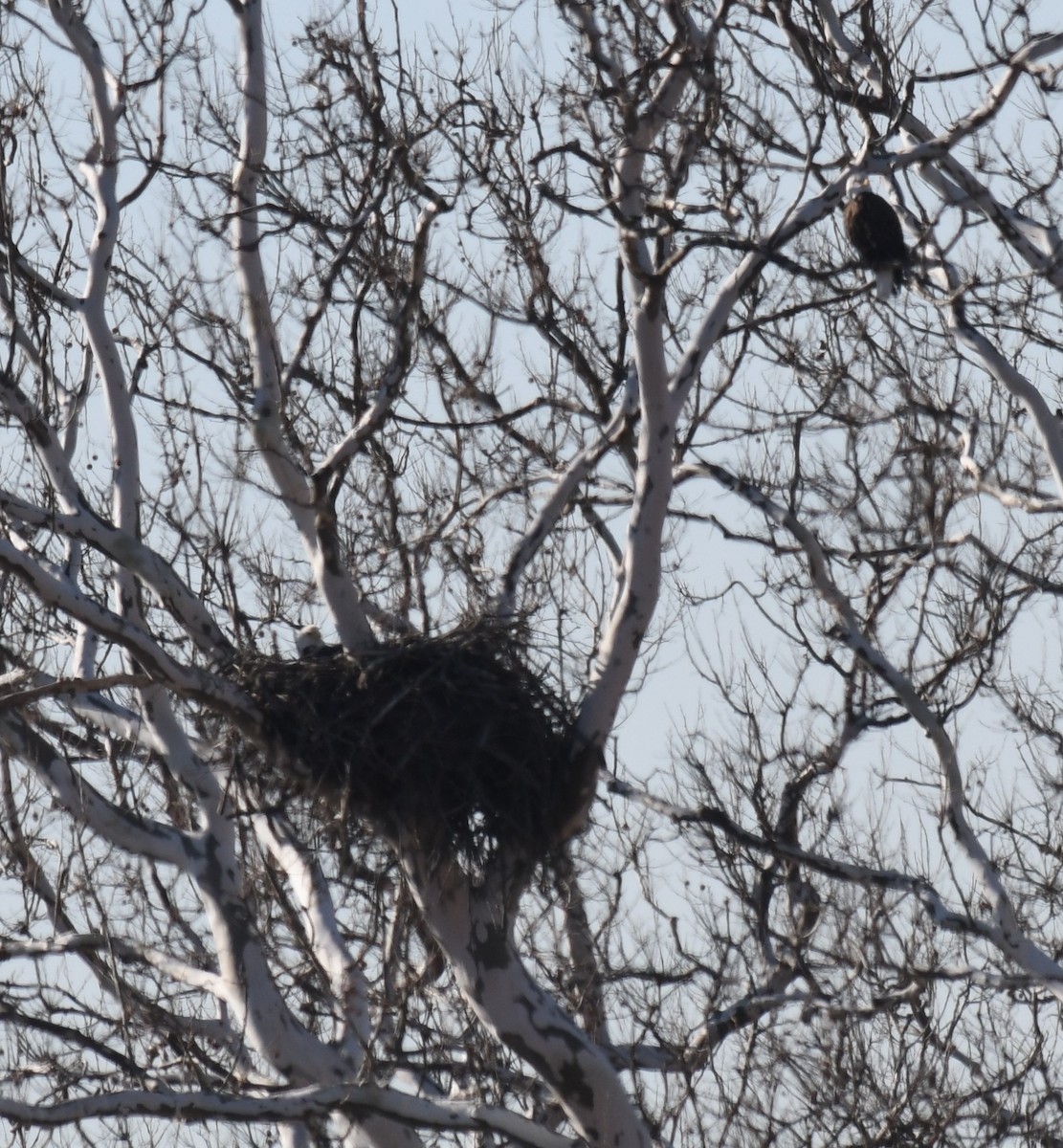 Bald Eagle - ML414508371