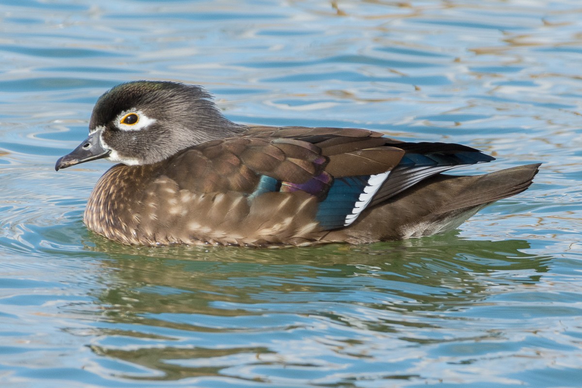 Wood Duck - Juan Miguel Artigas Azas