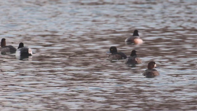Tufted Duck - ML414508681