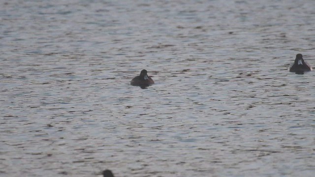 Tufted Duck - ML414508871