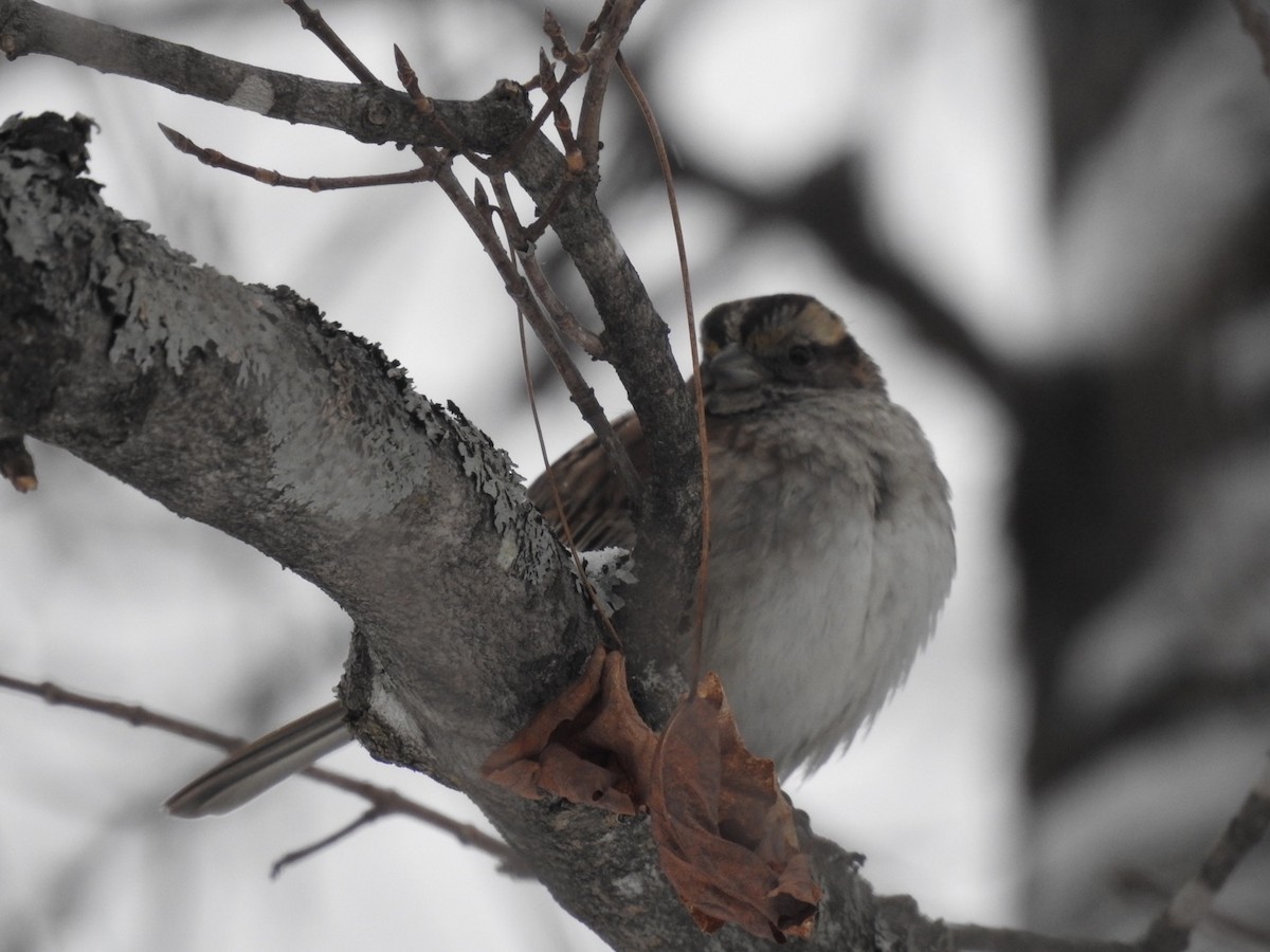 White-throated Sparrow - ML414510441