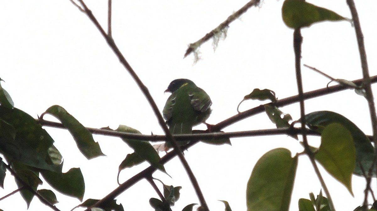 Green-and-black Fruiteater - ML414511041