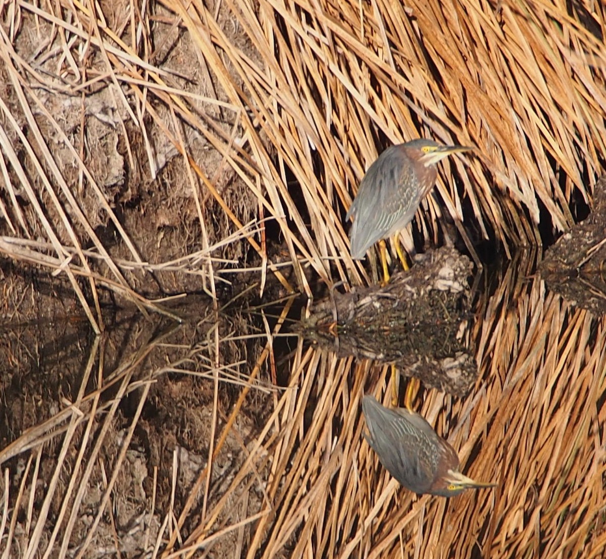 Green Heron - ML414511681