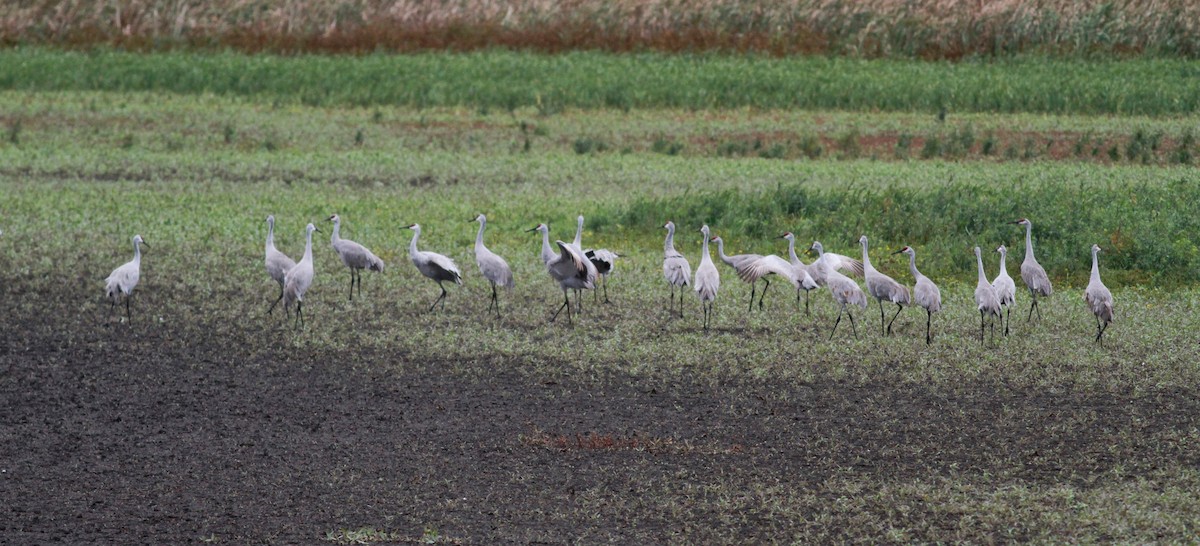 Sandhill Crane (tabida/rowani) - Jay McGowan