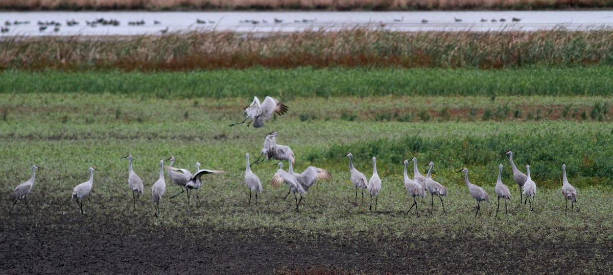 Sandhill Crane (tabida/rowani) - Jay McGowan