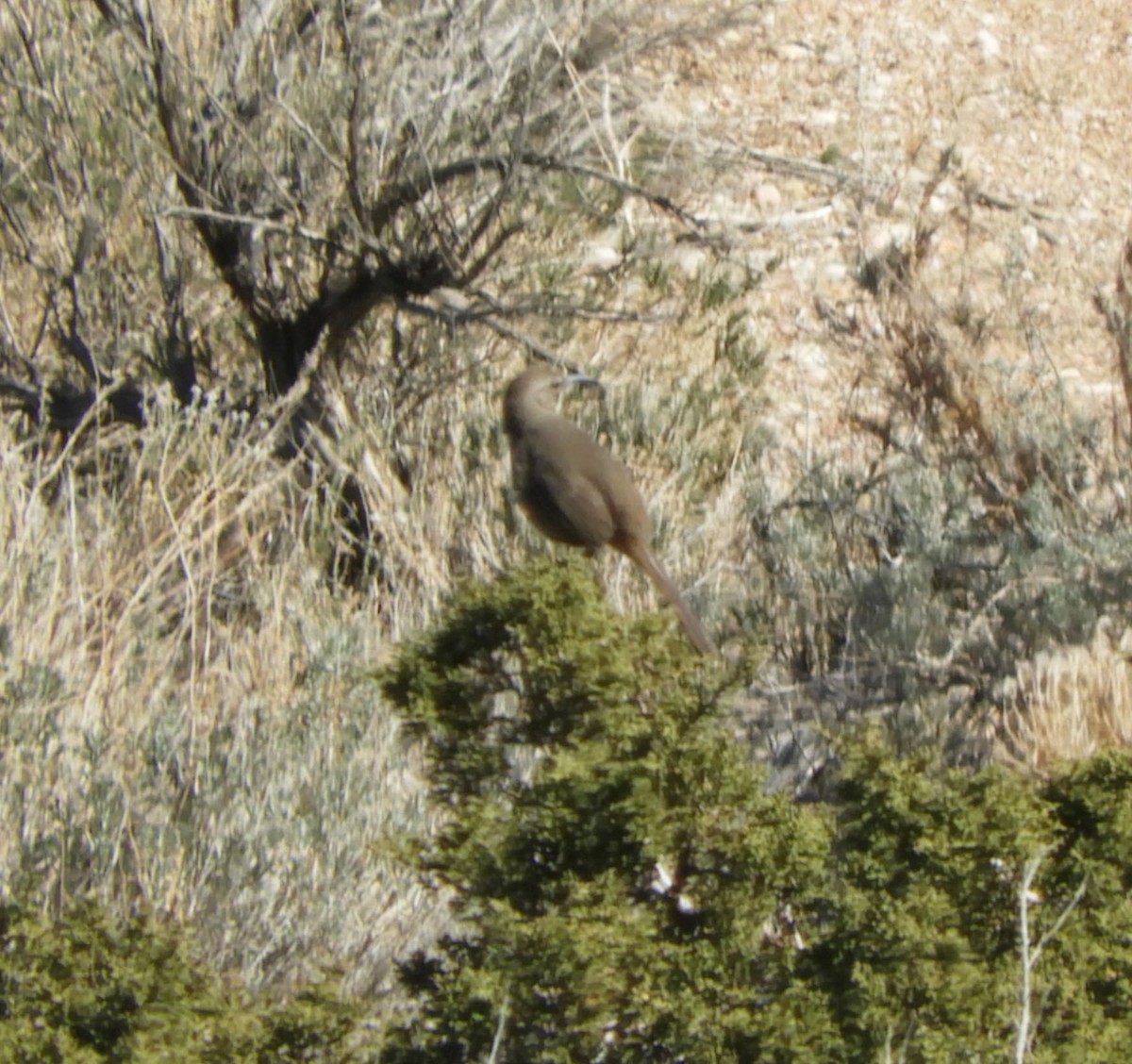 California Thrasher - ML414512951