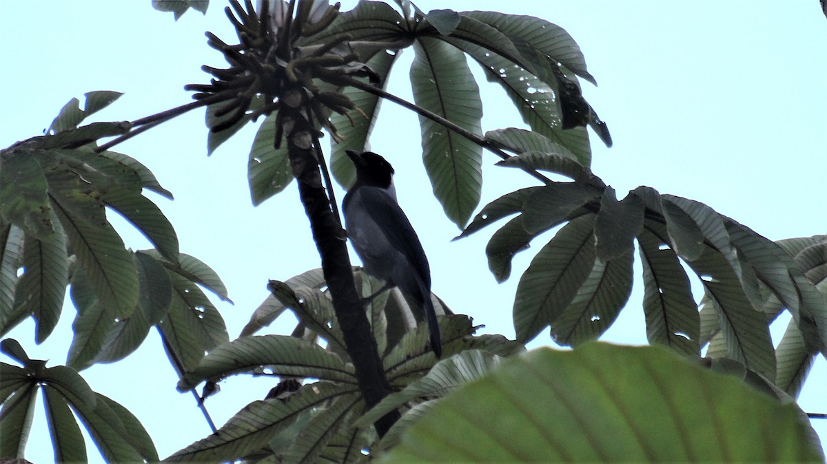 Violaceous Jay - Jonathan Oña