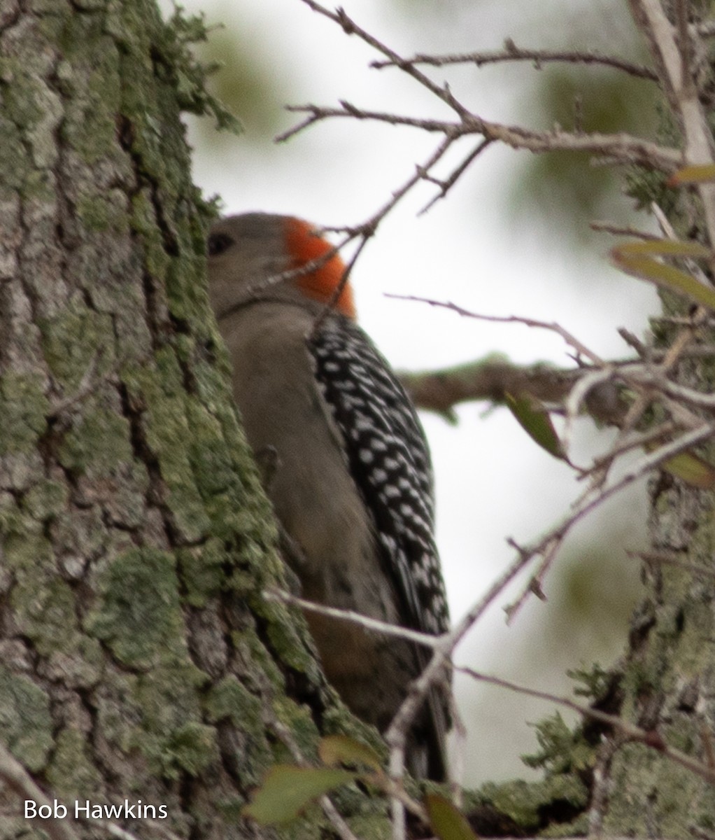 Red-bellied Woodpecker - ML414513701