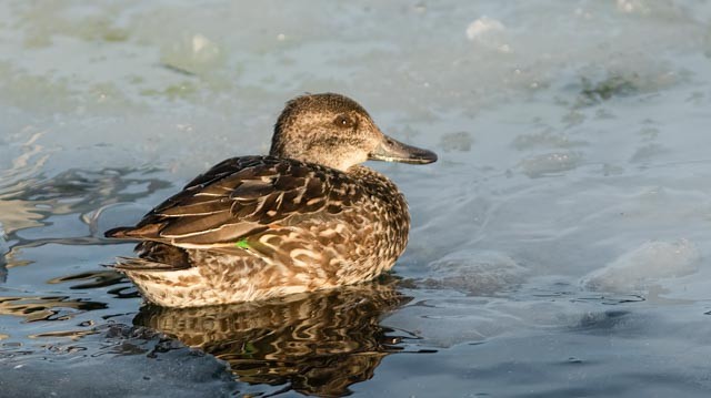 Green-winged Teal - ML414514011