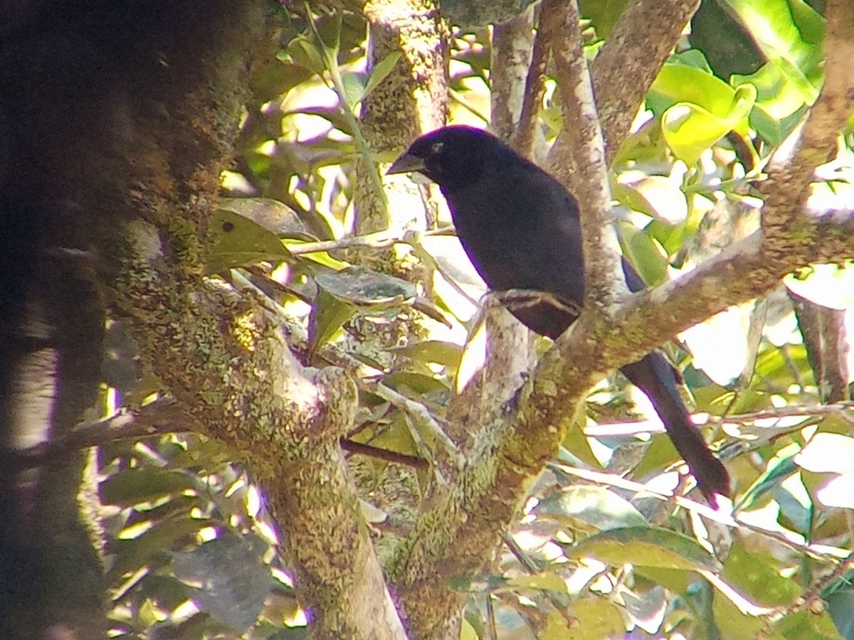 Shiny Cowbird - ML414514841