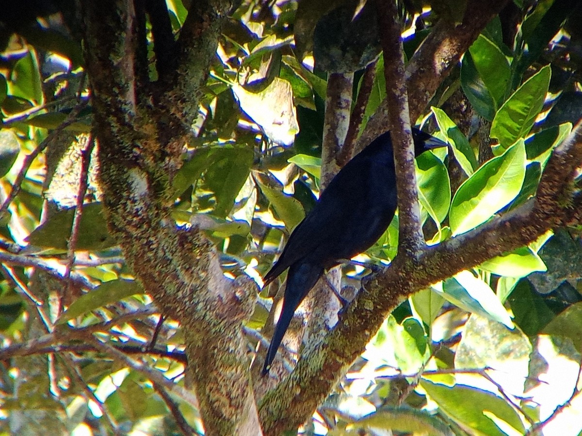 Shiny Cowbird - ML414515071