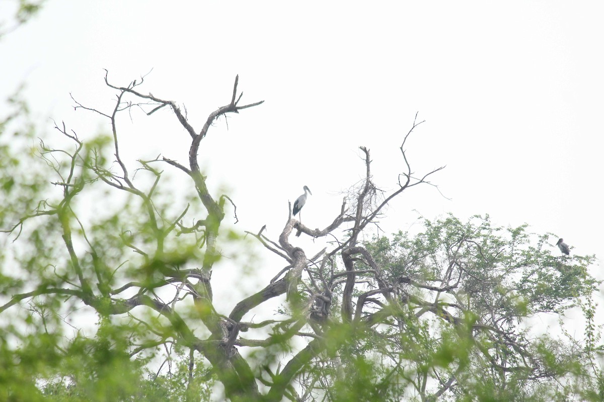 Asian Openbill - ML41451511