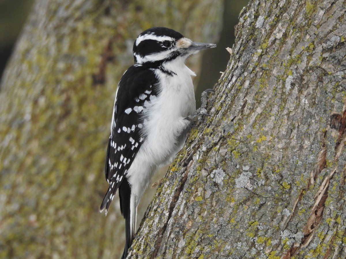 Hairy Woodpecker - ML414515241