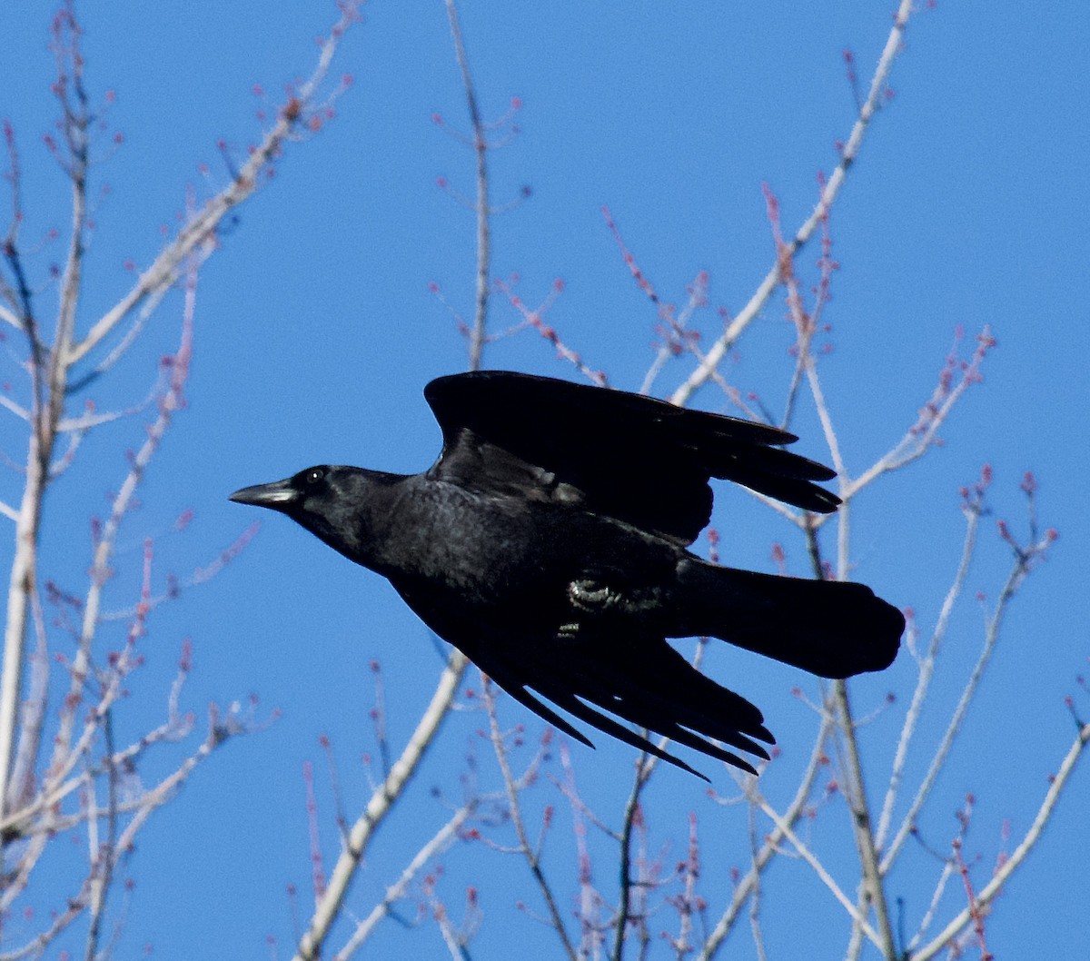 American Crow - ML414516371