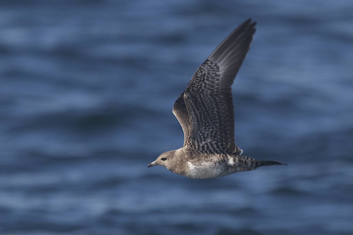 Long-tailed Jaeger - Doug Hitchcox