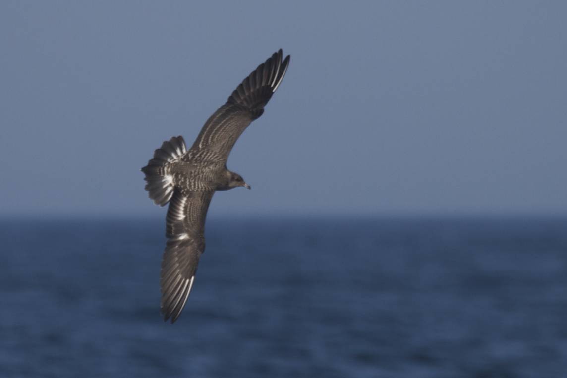 Long-tailed Jaeger - Doug Hitchcox