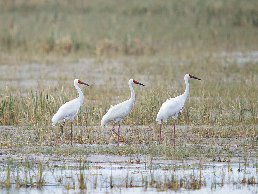 Kurrilo siberiarra - ML41451911