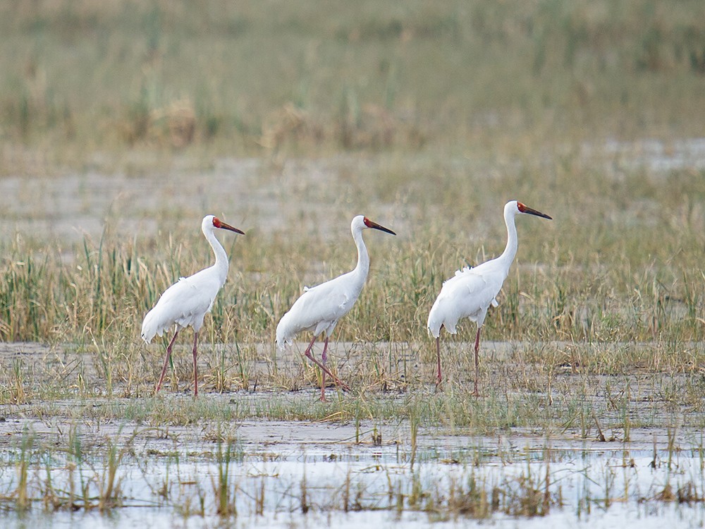 Siberian Crane - ML41451911