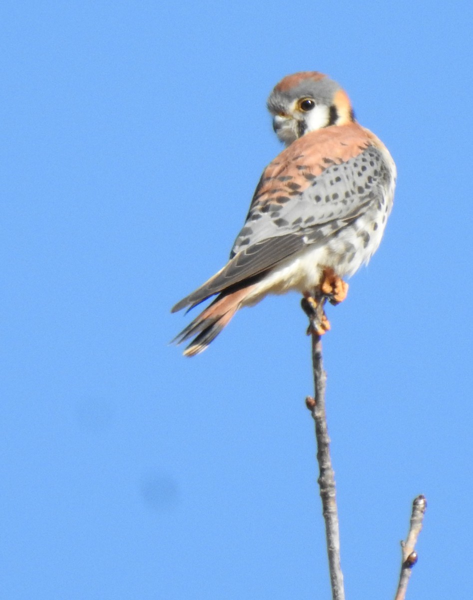 American Kestrel - ML414519981