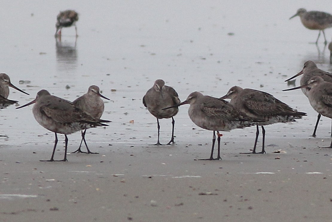 Hudsonian Godwit - ML414520001