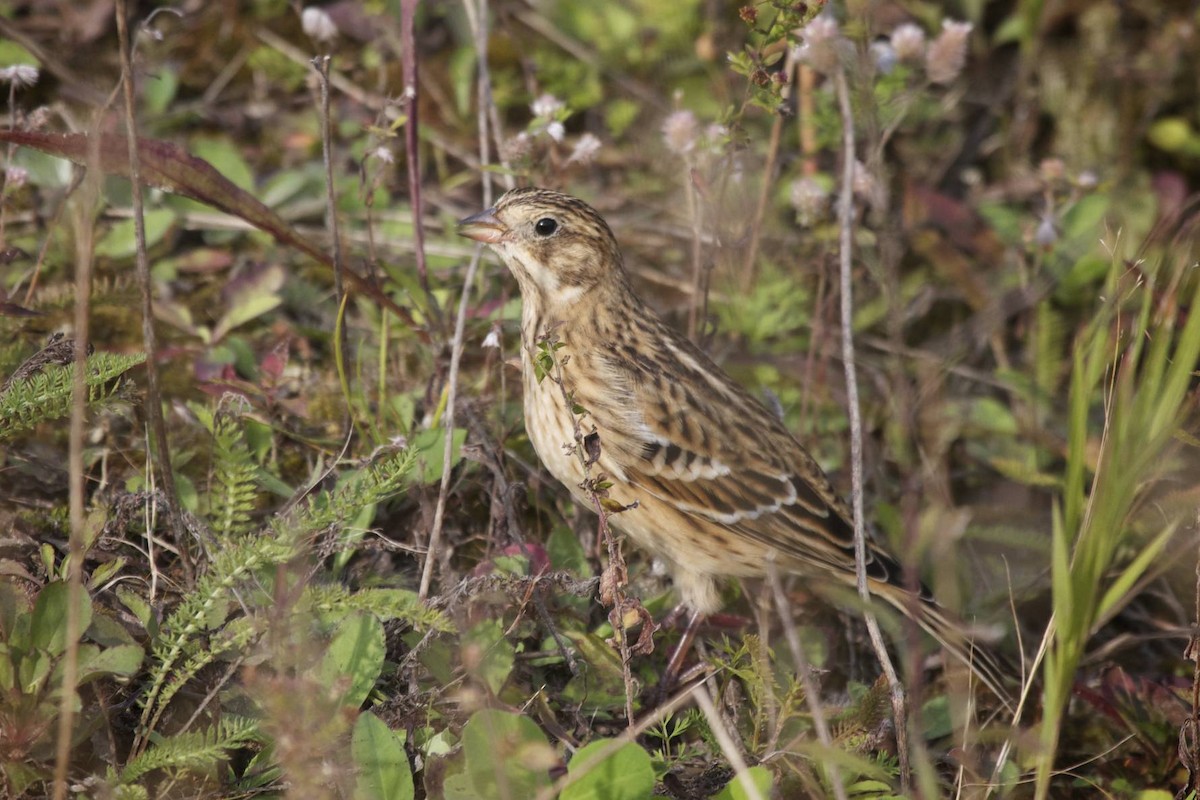 Smith's Longspur - ML41452241