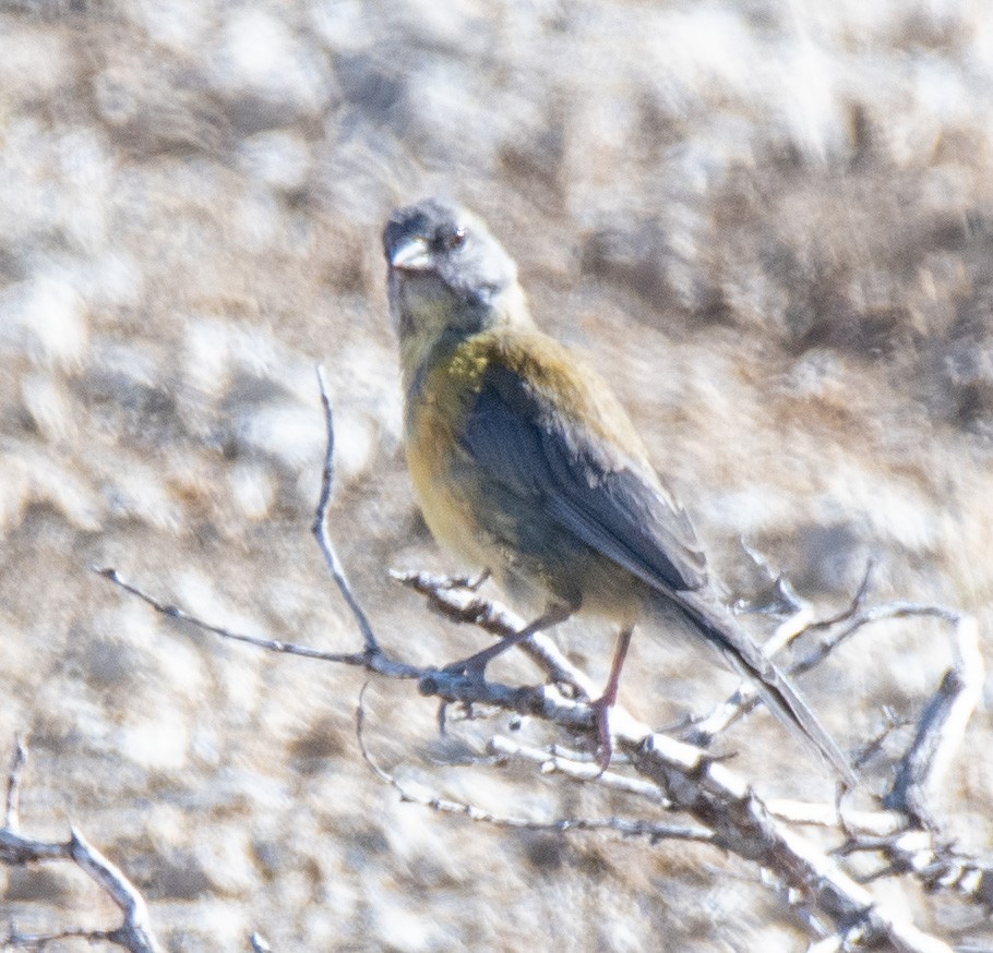 Patagonian Sierra Finch - ML414522451