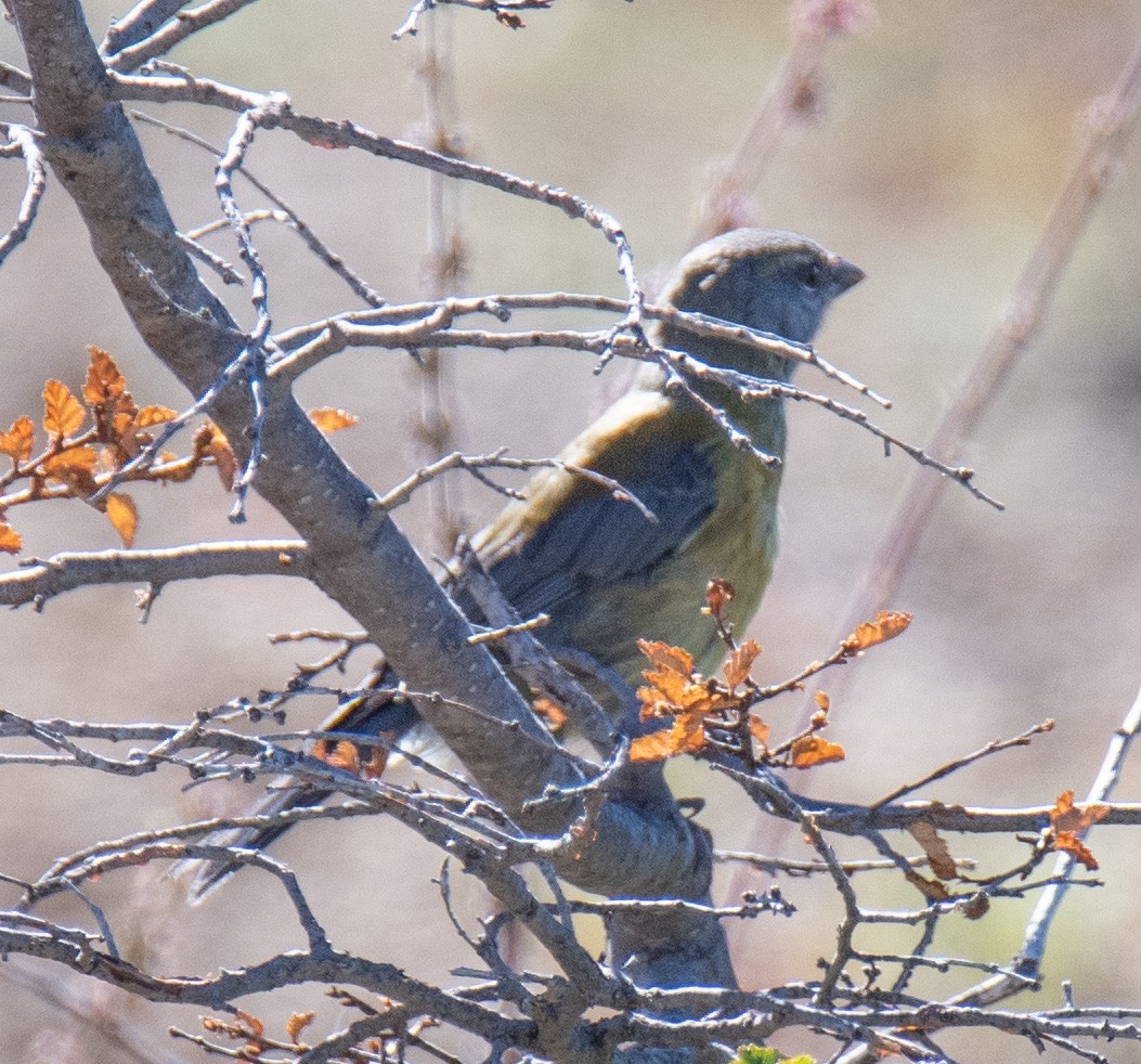 Patagonian Sierra Finch - ML414522461