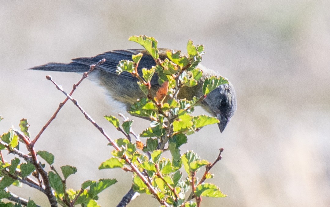 Patagonian Sierra Finch - ML414522471