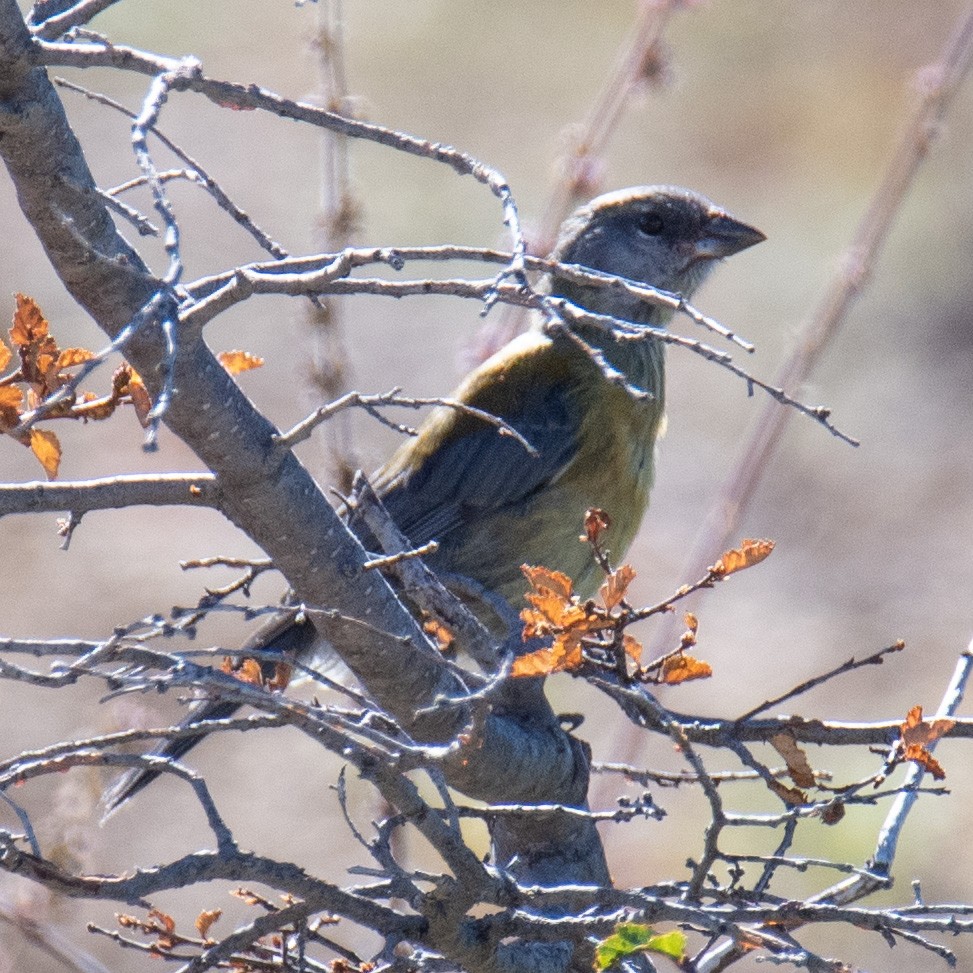 Patagonian Sierra Finch - ML414522491