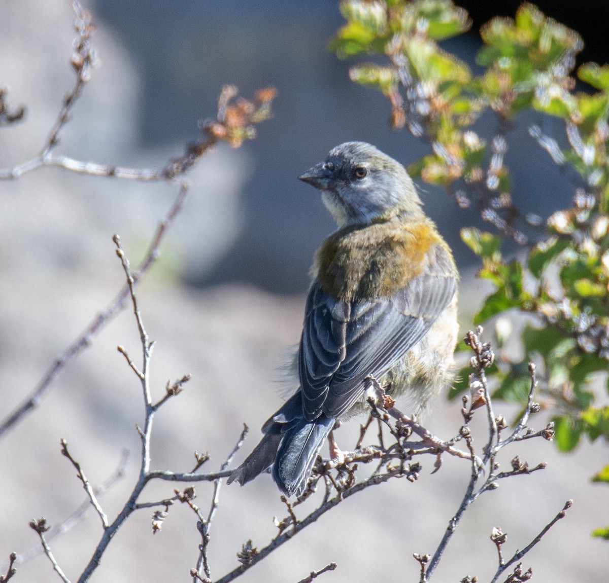 Patagonian Sierra Finch - ML414522511