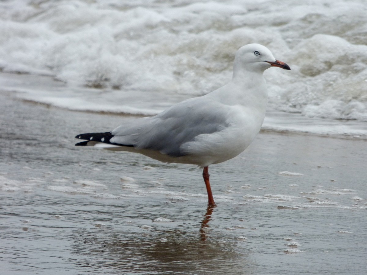 Silver Gull (Silver) - Matthew Douglas Gable