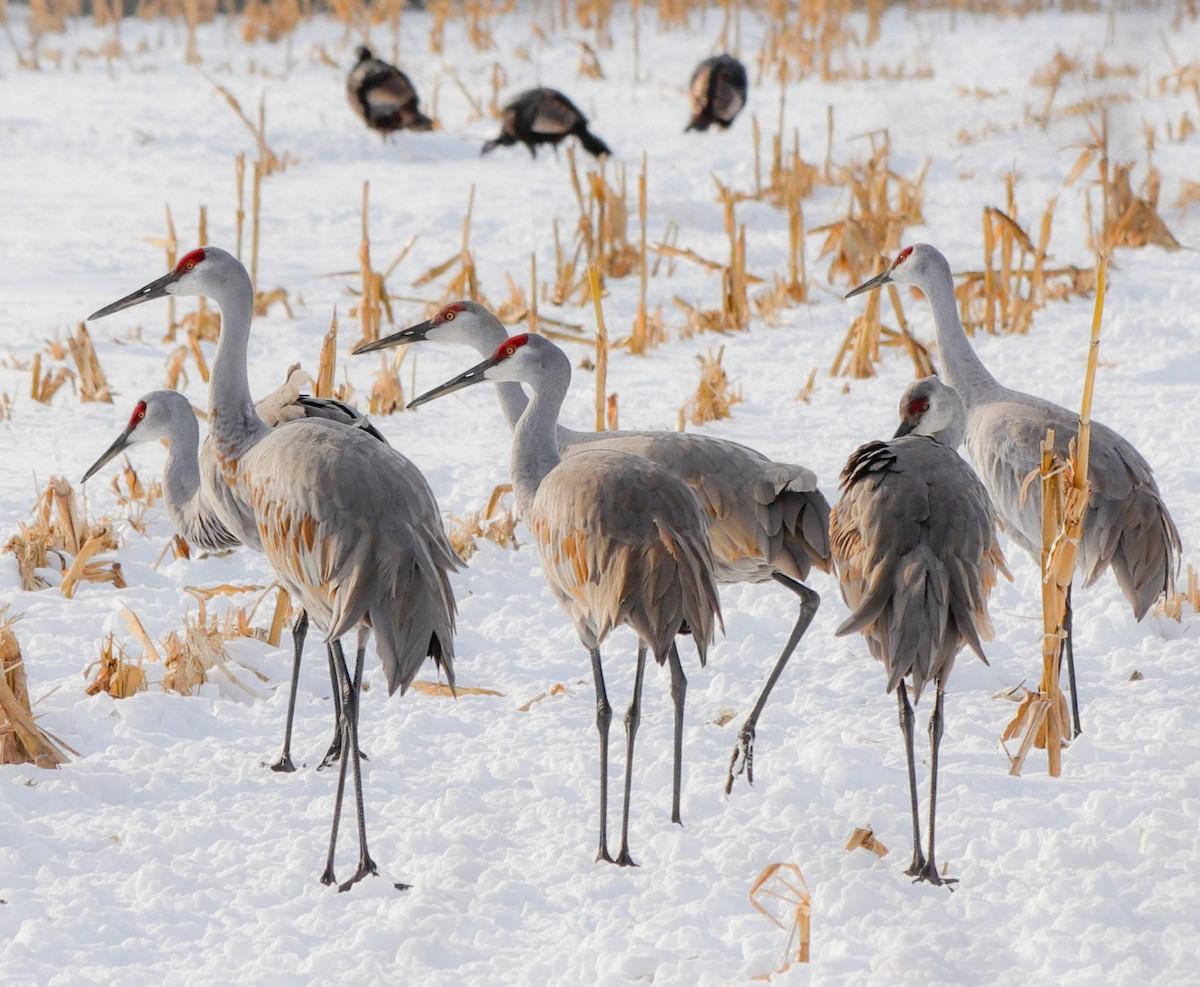 Sandhill Crane - Lisa Bacon