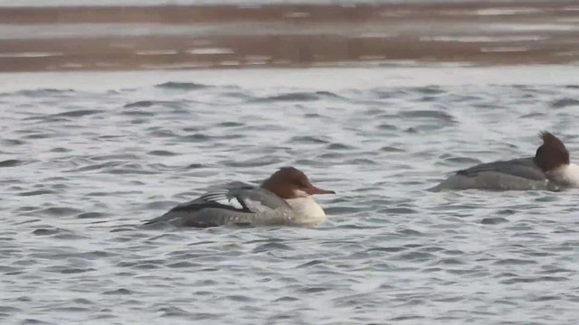 Common Merganser - ML414525661