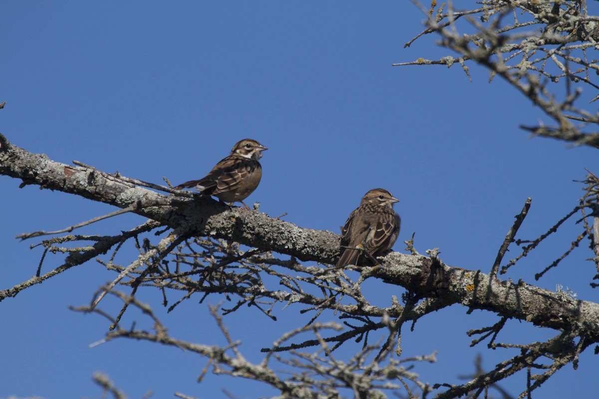 Lark Sparrow - ML41452671