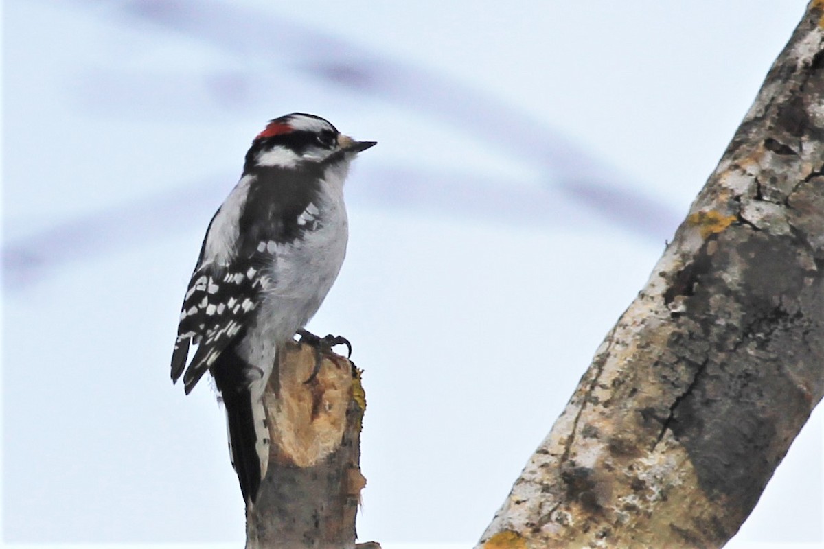 Downy Woodpecker - ML414526711