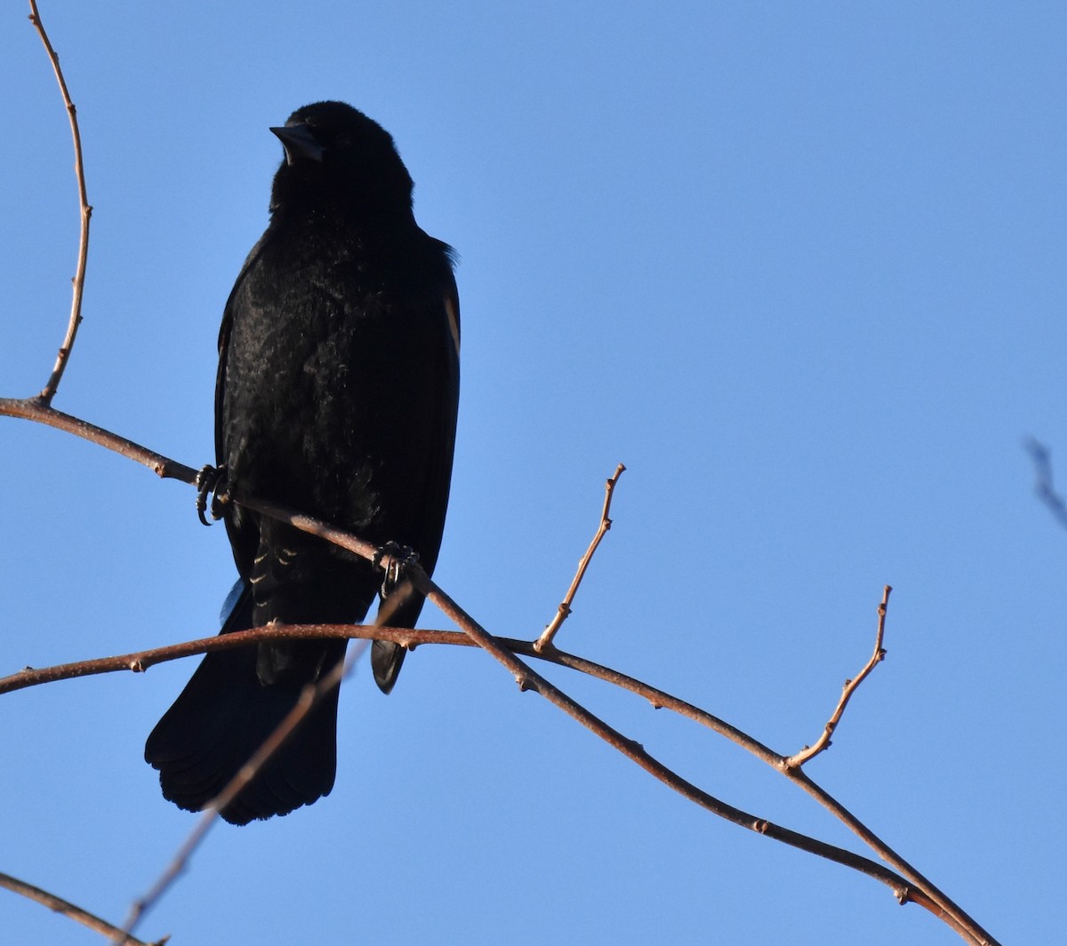 Red-winged Blackbird - ML414528031