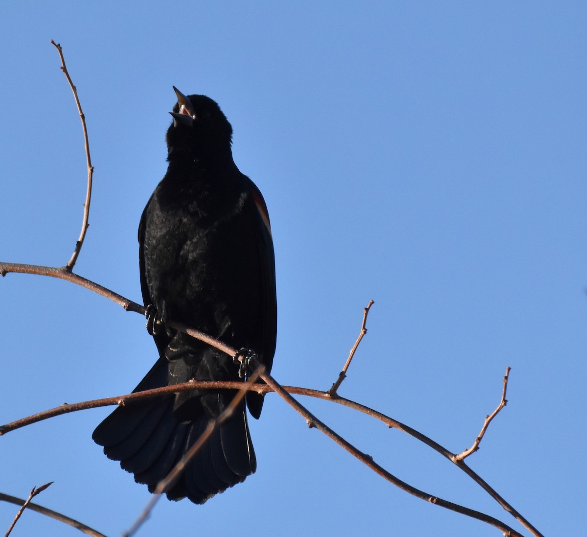 Red-winged Blackbird - ML414528041