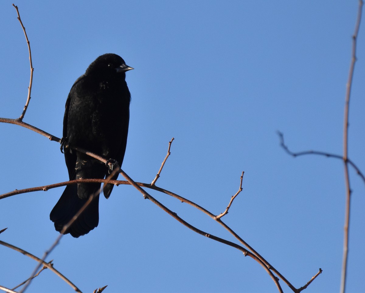 Red-winged Blackbird - ML414528071